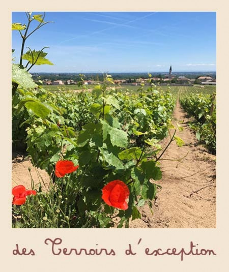 Entre vignes et coquelicots, un terroir d&#039;exception