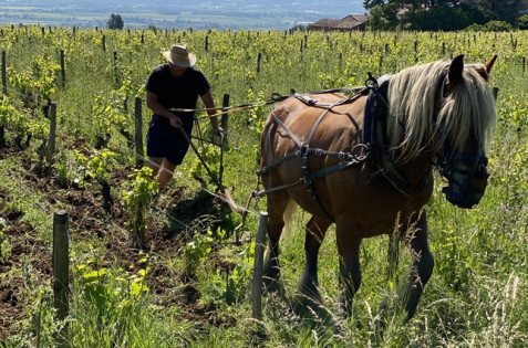 Le domaine Saint-Cyr est composé de 23 ha de vignes.